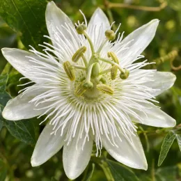 Passiflore 'Snow queen' (Passiflora) — gros plan sur une fleur blanche ouverte · Photo d'illustration