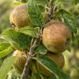Pommier 'Perasse de nay' (Malus domestica) — gros plan de fruits rustiques sur branche feuillée · Photo d'illustration