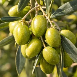Olivier de l’herault 'Verdale de l'hérault' (Olea europaea) — gros plan sur grappes d’olives vertes mûrissantes · Photo d'illustration