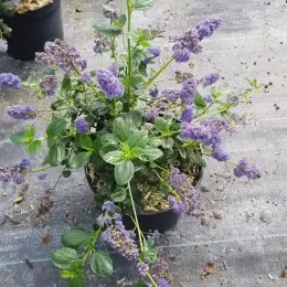 Céanothe gris 'Yankee Point' (Ceanothus griseus) — jeune arbuste fleuri en pot de pépinière · Pot 3L