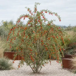 Baie de goji 'Altai' (Lycium barbarum) — arbuste couvert de petites baies orange dans massif · Photo d'illustration