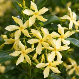 Faux-jasmin 'Et vanilla' (Trachelospermum chili) — grappes de petites fleurs étoilées jaunes · Photo d'illustration