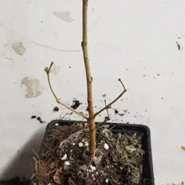 Mûrier blanc 'Milanówek' (Morus alba) — jeune plant ligneux nu dans pot noir · Godet