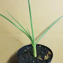 Ail d'ornement 'Forelock' (Allium amethystinum) — jeune plant à longues feuilles vertes en pot · Pot 1.5L
