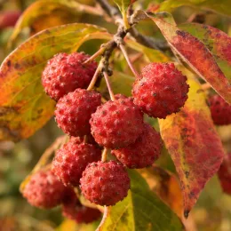 Cornouiller du japon 'Great star' (Cornus kousa) — gros plan sur grappes de fruits rouges · Photo d'illustration