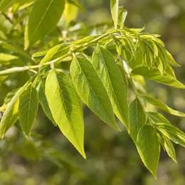 Glycine du japon 'Issai' (Wisteria floribunda) — gros plan sur feuilles composées vertes · Photo d'illustration