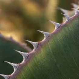 Agave (Agave kerchovei) — gros plan sur épines le long d'une feuille