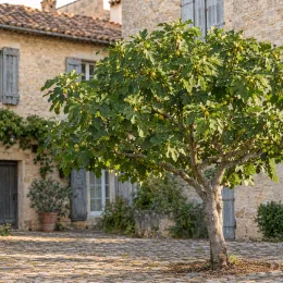 Figuier 'Blanquette' (Ficus carica) — arbre fruitier bien développé dans cour pavée