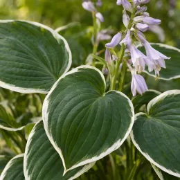 Hosta 'Francee' (Hosta fortunei) — grand feuillage vert bordé de blanc et fleurs mauves · Photo d'illustration