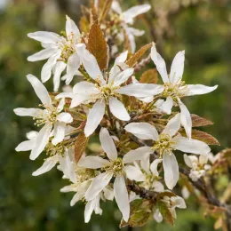 Amélanchier à grandes fleurs 'Princess diana' (Amelanchier × grandiflora) — grappes de petites fleurs blanches ouvertes · Photo d'illustration