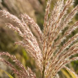 Roseau de chine tachetées de jaune 'Strictus' (Miscanthus sinensis) — gros plan sur panicules plumeuses beige rosé · Photo d'illustration