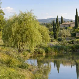 Saule de napoléon 'Crispa' (Salix matsudana) — grand arbre retombant au bord d'un étang · Photo d'illustration