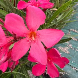 Laurier rose 'Papa Gambetta' (Nerium oleander) — gros plan de grandes fleurs roses ouvertes, photo 5