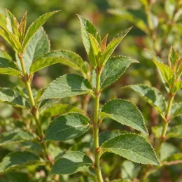 Weigelia 'Red prince' — jeunes tiges dressées au feuillage vert dentelé