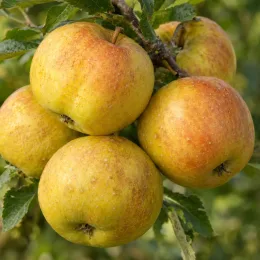 Pommier 'Chantecler' (Malus domestica) — grappe de fruits mûrs sur branche feuillée · Photo d'illustration