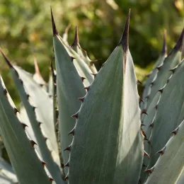 Agave de palmer (Agave palmeri) — gros plan sur longues feuilles épaisses et piquantes · Photo d'illustration