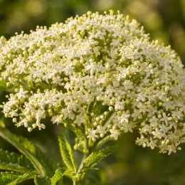 Sureau noir à gros fruits 'haidegg 17' 'Haiddegg 17' (Sambucus nigra) — gros plan sur ombelle de petites fleurs blanches · Photo d'illustration
