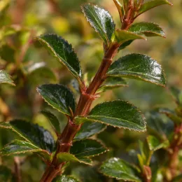 Escallonia à fleur rose (Escallonia organiensis) — gros plan sur tiges rouges et feuilles brillantes · Photo d'illustration