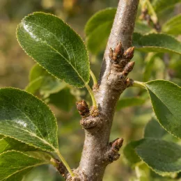 Poirier 'Abate fetel' (Pyrus communis) — rameau avec bourgeons bruns et feuilles ovales