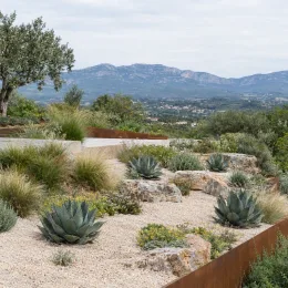 Agave des montagnes 'Hybride' (Agave montana) — massif sec de succulentes sur graviers clairs · Photo d'illustration