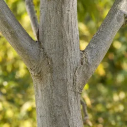 Charme commun 'Lucas' (Carpinus betulus) — tronc lisse avec départ de branches, gros plan