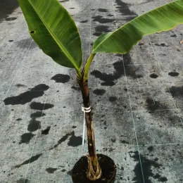 Bananier japonais 'Red tiger' (Musa sikkimensis) — jeune plant tropical élancé en pot noir · Pot 6L