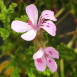 Géranium à feuille de chêne (Pelargonium quercifolium) — fleurs roses à pétales allongés et feuillage découpé