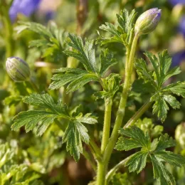 Anémone de grèce 'Blue shades' (Anemone blanda) — feuillage vert découpé avec boutons floraux