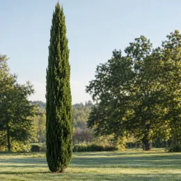 Cyprès d'italie 'Bolgheri' (Cupressus sempervirens) — conifère élancé isolé dans un grand jardin · Photo d'illustration