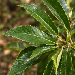 Châtaigner (Castanea crenata) — gros plan de feuilles lancéolées dentées brillantes · Photo d'illustration