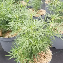 Oranger du mexique 'White dazzler' (Choisya ternata) — jeunes plants feuillus en pots de pépinière · Pot 3L