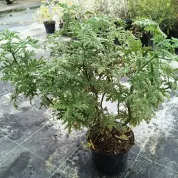 Géranium au parfum de menthe poivrée 'Joy lucille' (Pelargonium tomentosum) — jeune plante aromatique en pot plastique noir · Pot 3L