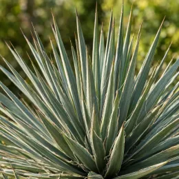 Yucca whipplei (Hesperoyucca whipplei) — rosette dense de longues feuilles raides pointues · Photo d'illustration