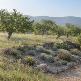 Agave (Agave nickelsiae) — massif de plantes xérophytes dans prairie arborée · Photo d'illustration