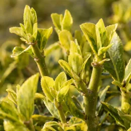 Fusain du japon 'El-dorado' (Euonymus japonicus) — jeunes rameaux aux feuilles vertes bordées de jaune