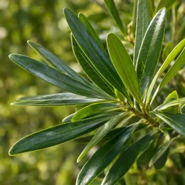 Podocarpe montagnard (Podocarpus nerifolia) — gros plan sur feuillage vert lancéolé brillant · Photo d'illustration