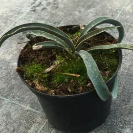 Yucca hérisson (Yucca harrimaniae) — jeune plante succulente vert bleuté en pot noir · Pot 2.5L Touffe