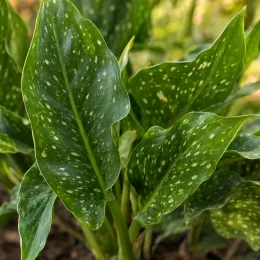 Arum blanc d'ethiopie 'Hotshot' (Zantedeschia aethiopica) — gros plan sur feuilles vertes tachetées · Photo d'illustration
