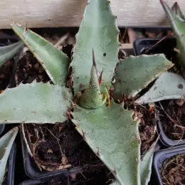 Agave des montagnes 'Hybride' (Agave montana) — jeune succulente épineuse en pot de pépinière · Godet