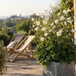 Anémone du japon 'Honorine jobert' (Anemone japonica) — touffe florale en pot sur terrasse avec transats · Photo d'illustration