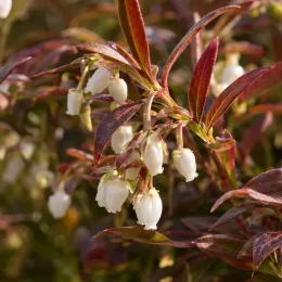 Leucothoé 'Burning love' (Leucothoe walteri) — clochettes blanches pendantes parmi un feuillage rouge brun