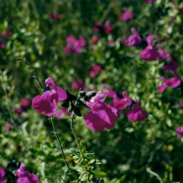 Sauge 'Amethyst lips' (Salvia) — touffes de petites fleurs violettes en massif