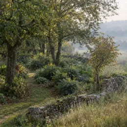 Mahonia 'Softcaress' (Mahonia eyrybracteata) — massif de sous-bois le long d’un muret en pierre · Photo d'illustration