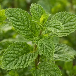Menthe 'Mojito' (Mentha × piperita) — gros plan sur tiges et feuilles gaufrées
