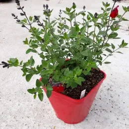 Sauge 'Royal bumble' (Salvia microphylla) — jeune plant buissonnant à fleurs rouges en pot · Pot 3L