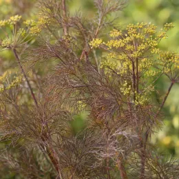 Fenouil commun 'Bronze' (Foeniculum vulgare) — ombelles jaunes au-dessus d’un fin feuillage · Photo d'illustration