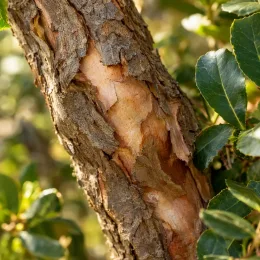 Arbousier ou arbre aux fraises 'Two' (Arbutus unedo) — gros plan d’écorce claire entourée de feuilles · Photo d'illustration