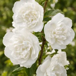 Seringat 'Of perfume' (Philadelphus) — gros plan sur grappes de fleurs blanches · Photo d'illustration