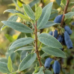 Baie de mai 'Wojtek' (Lonicera kamtschatica) — rameau feuillu avec grappes de baies allongées bleues