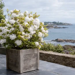 Azalée de chine 'Whitethroat' (Azalea mollis) — arbuste fleuri en bac bois sur terrasse côtière · Photo d'illustration